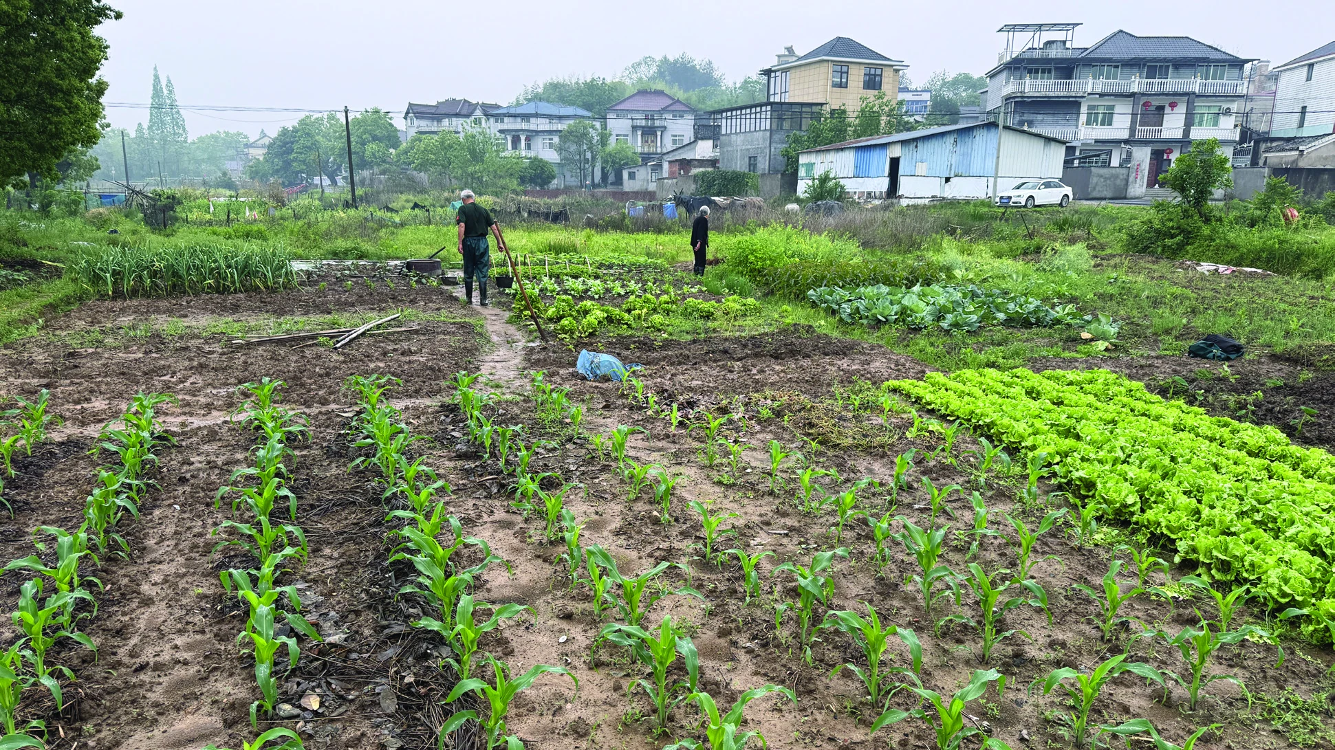 上半年田地实景，菜畦顺着方向排布